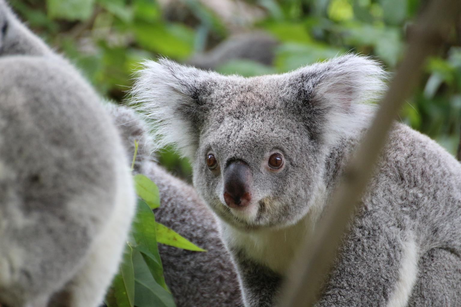 e beautiful koala